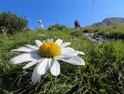 Sentiero dei fiori-alto-sent. 244-da Capanna 2000-3ag24- FOTOGALLERY